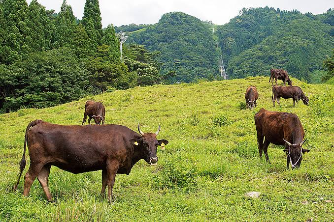 高原牧草地上放牧的但馬牛群